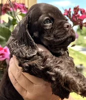 Gracie, a female Cocker Spaniel for sale in Bay City, WI – 2 of 8