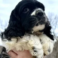 Danny, a male Cocker Spaniel and English Cocker Spaniel for sale in Bay City, WI – Photo 2 of 9