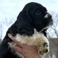 Danny, a male Cocker Spaniel and English Cocker Spaniel for sale in Bay City, WI – Photo 7 of 9