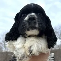Danny, a male Cocker Spaniel and English Cocker Spaniel for sale in Bay City, WI – Photo 8 of 9
