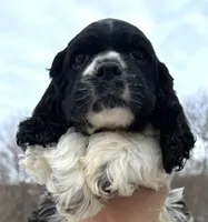 processed/7bf50128-7475-4538-a83b-dcf2c84d96f1/listing/46ffc71a-f237-4466-9e5e-45b8fa58aa1d/54884b84-3a56-4e2c-877c-7be632a50a49