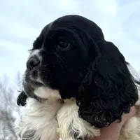 Danny, a male Cocker Spaniel and English Cocker Spaniel for sale in Bay City, WI – Photo 9 of 9