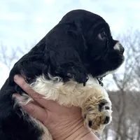 Danny, a male Cocker Spaniel and English Cocker Spaniel for sale in Bay City, WI – Photo 3 of 9