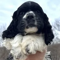 Danny, a male Cocker Spaniel and English Cocker Spaniel for sale in Bay City, WI – Photo 1 of 9