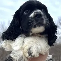 Danny, a male Cocker Spaniel and English Cocker Spaniel for sale in Bay City, WI – Photo 4 of 9