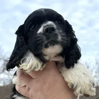Danny, a male Cocker Spaniel and English Cocker Spaniel for sale in Bay City, WI – Photo 5 of 9
