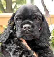 Carter , a male Cocker Spaniel for sale in Bay City, WI – 5 of 10