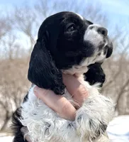 Timber , a male Cocker Spaniel for sale in Bay City, WI – Photo 5 of 9
