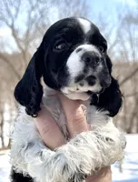 Timber , a male Cocker Spaniel for sale in Bay City, WI – Photo 3 of 9