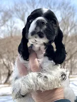 Timber , a male Cocker Spaniel for sale in Bay City, WI – Photo 7 of 9