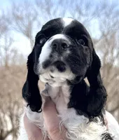 Timber , a male Cocker Spaniel for sale in Bay City, WI – Photo 4 of 9