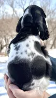Timber , a male Cocker Spaniel for sale in Bay City, WI – Photo 9 of 9