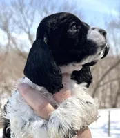 Timber , a male Cocker Spaniel for sale in Bay City, WI – Photo 6 of 9