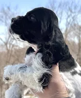Timber , a male Cocker Spaniel for sale in Bay City, WI – Photo 8 of 9