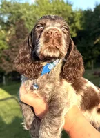 Granite, a male English Springer Spaniel for sale in Bay City, WI – 6 of 8