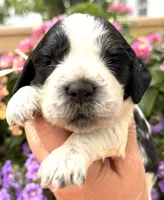 Raven , a female English Springer Spaniel for sale in Bay City, WI – 4 of 9