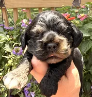 Crystal, a female Cocker Spaniel for sale in Bay City, WI – 5 of 8