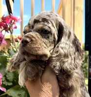 Petey, a male Cocker Spaniel for sale in Bay City, WI – 5 of 8
