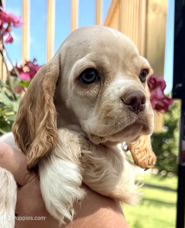 Pablo – Cocker Spaniel puppy for sale in Bay City, WI