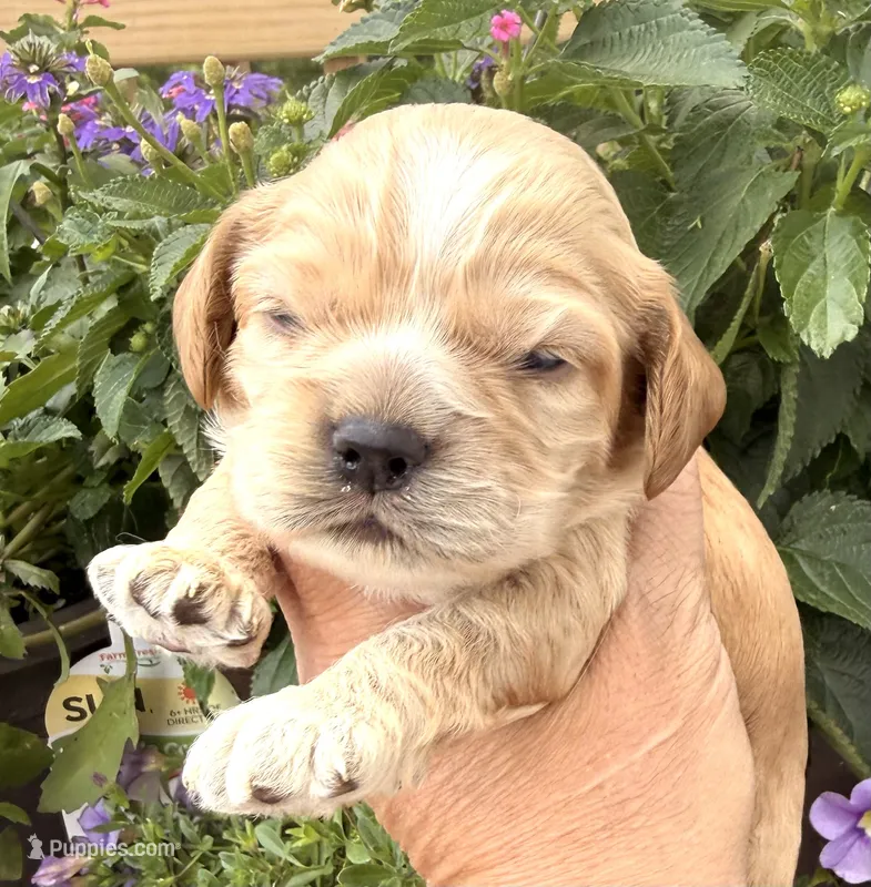 Thunder  – Cocker Spaniel puppy for sale in Bay City, WI