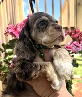 Phin, a male Cocker Spaniel for sale in Bay City, WI – 6 of 9