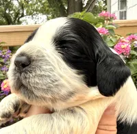 Raven , a female English Springer Spaniel for sale in Bay City, WI – 6 of 9