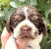 Sprinkles , a female Cocker Spaniel for sale in Bay City, WI – 7 of 10