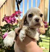 Pablo, a male Cocker Spaniel for sale in Bay City, WI – 9 of 9