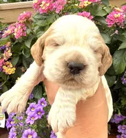Crow , a male English Springer Spaniel for sale in Bay City, WI – 4 of 9