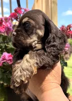 Gina , a female Cocker Spaniel for sale in Bay City, WI – 8 of 10