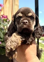 Gina , a female Cocker Spaniel for sale in Bay City, WI – 5 of 10