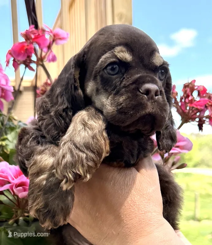 Gina  – Cocker Spaniel puppy for sale in Bay City, WI
