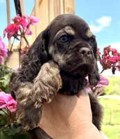 Gina , a female Cocker Spaniel for sale in Bay City, WI – 1 of 10