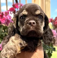 Gina , a female Cocker Spaniel for sale in Bay City, WI – 7 of 10