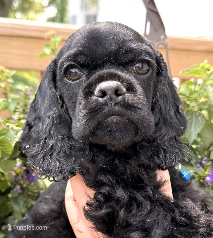 Carter  – Cocker Spaniel puppy for sale in Bay City, WI