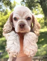 Lightning , a male Cocker Spaniel for sale in Bay City, WI – 5 of 9
