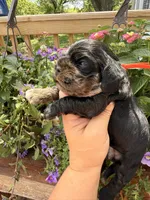 Crystal, a female Cocker Spaniel for sale in Bay City, WI – 6 of 8