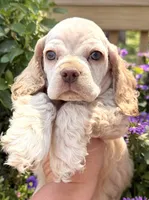 Lightning , a male Cocker Spaniel for sale in Bay City, WI – 7 of 9