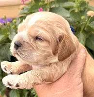 Thunder , a male Cocker Spaniel for sale in Bay City, WI – 5 of 9