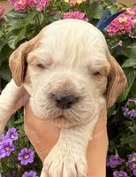 Bluejay , a male English Springer Spaniel for sale in Bay City, WI – 10 of 10