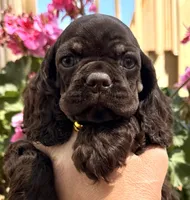 Pumpkin, a female Cocker Spaniel for sale in Bay City, WI – 2 of 9