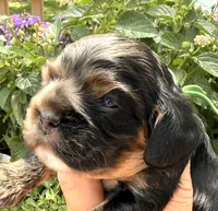Cleo, a female Cocker Spaniel for sale in Bay City, WI – 3 of 10