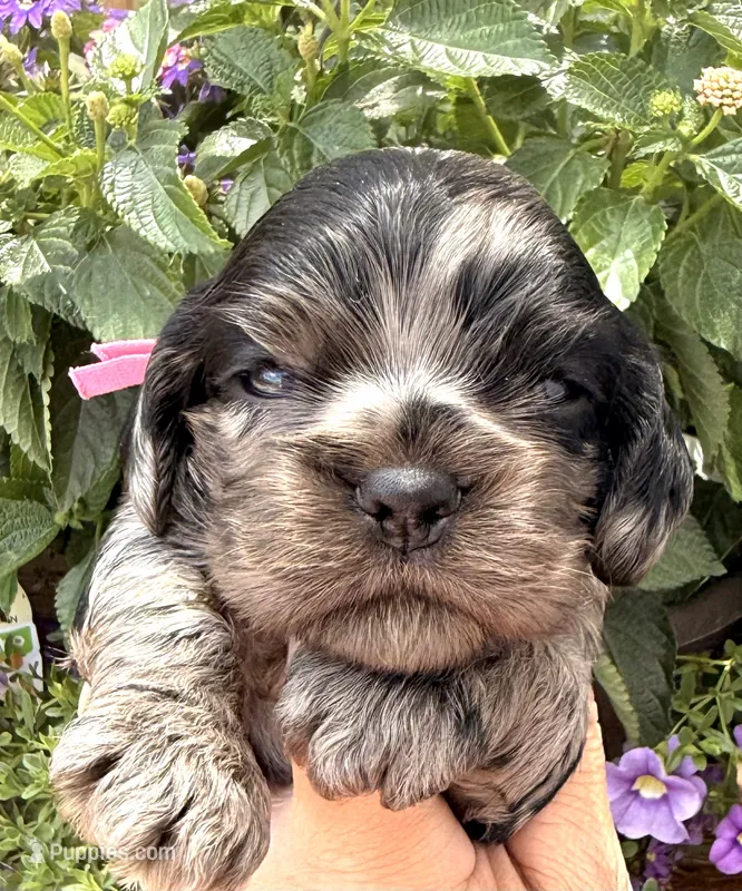 Cammie  – Cocker Spaniel puppy for sale in Bay City, WI