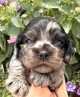 Cammie , a female Cocker Spaniel for sale in Bay City, WI – 1 of 6