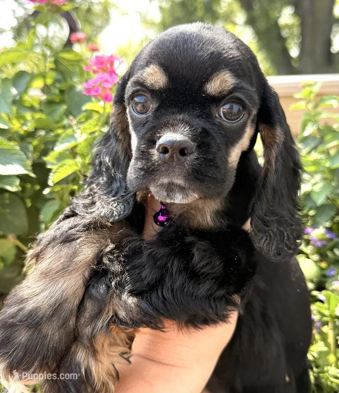 Clara  – Cocker Spaniel puppy for sale in Bay City, WI
