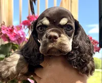 Petunia , a female Cocker Spaniel for sale in Bay City, WI – 3 of 10