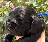 Carter , a male Cocker Spaniel for sale in Bay City, WI – 7 of 10