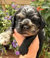 Crystal, a female Cocker Spaniel for sale in Bay City, WI – 4 of 8