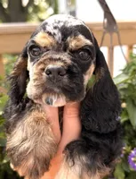 Cleo, a female Cocker Spaniel for sale in Bay City, WI – 6 of 10