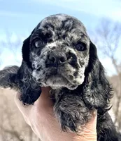 Bluebell , a female Cocker Spaniel for sale in Bay City, WI – Photo 5 of 9